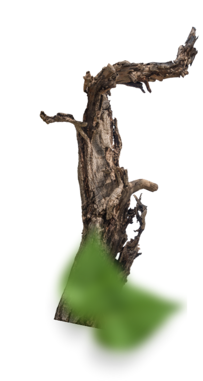 Ветка слева